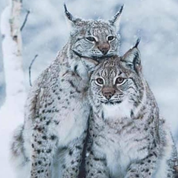 Meet your Posher, Debi - Picture 1 of 1